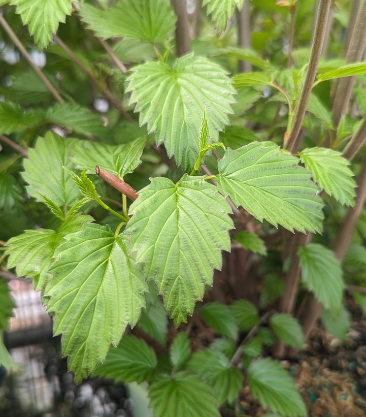 VIBURNUM DENTATUM `PLUM PUDDING`