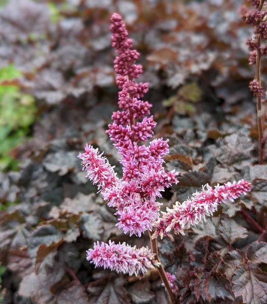 ASTILBE `DARK SIDE OF THE MOON`