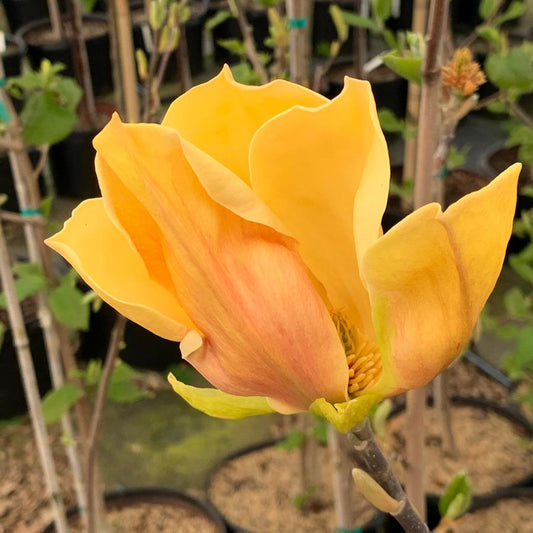 MAGNOLIA x Judy Zuk-Hybrid magnolia