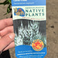 VERONICASTRUM VIRGINICUM