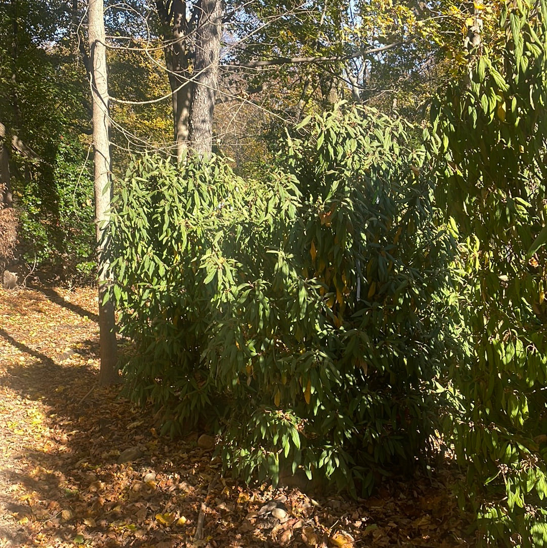 VIBURNUM rhytidophyllum-Leatherleaf viburnum
