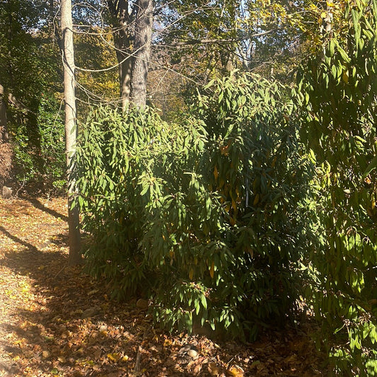 VIBURNUM rhytidophyllum-Leatherleaf viburnum