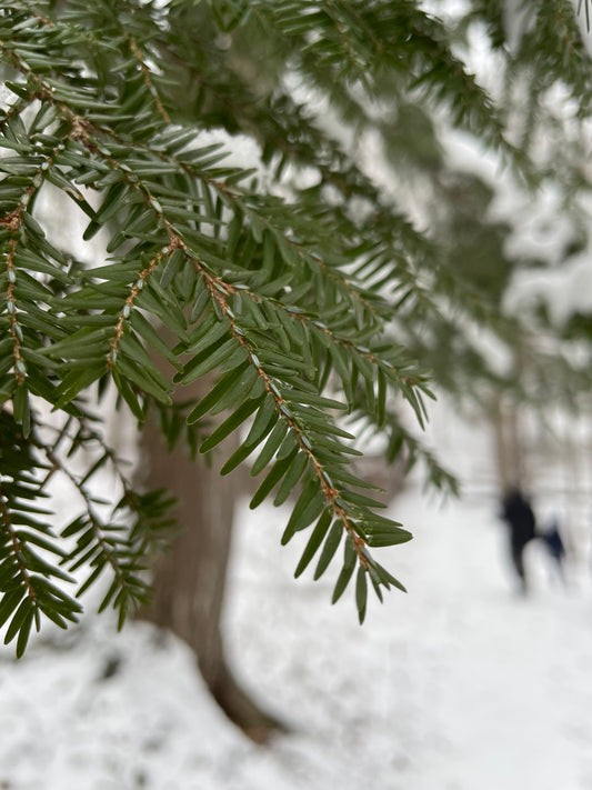 TSUGA CANADENSIS