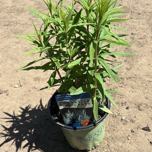 VERONICASTRUM VIRGINICUM