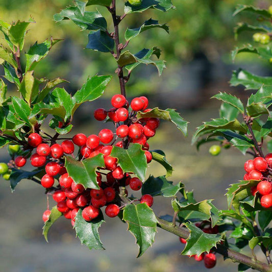 ILEX meserveae Blue Princess-Blue holly