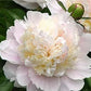 PAEONIA LACTIFLORA `SHIRLEY TEMPLE`