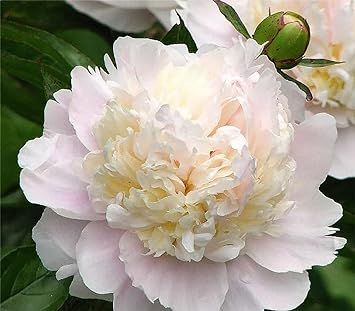 PAEONIA LACTIFLORA `SHIRLEY TEMPLE`