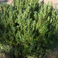 BUXUS x Green Mountain-Hybrid boxwood