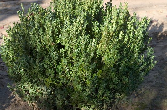 BUXUS x Green Mountain-Hybrid boxwood