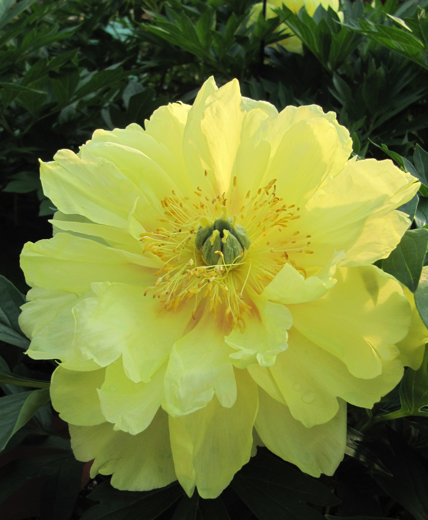 PAEONIA ITOH `BARTZELLA`