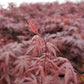 ACER pal. Bloodgood-Japanese maple