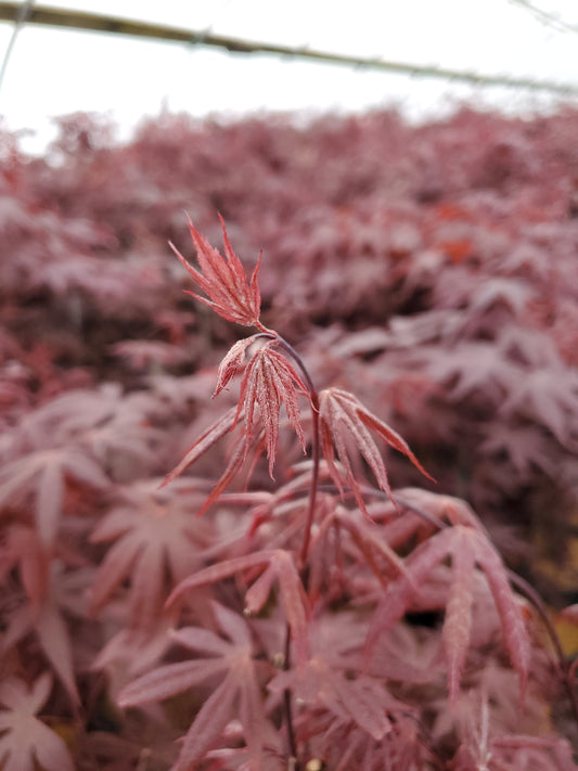 ACER pal. Bloodgood-Japanese maple