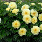 PAEONIA ITOH `BARTZELLA`