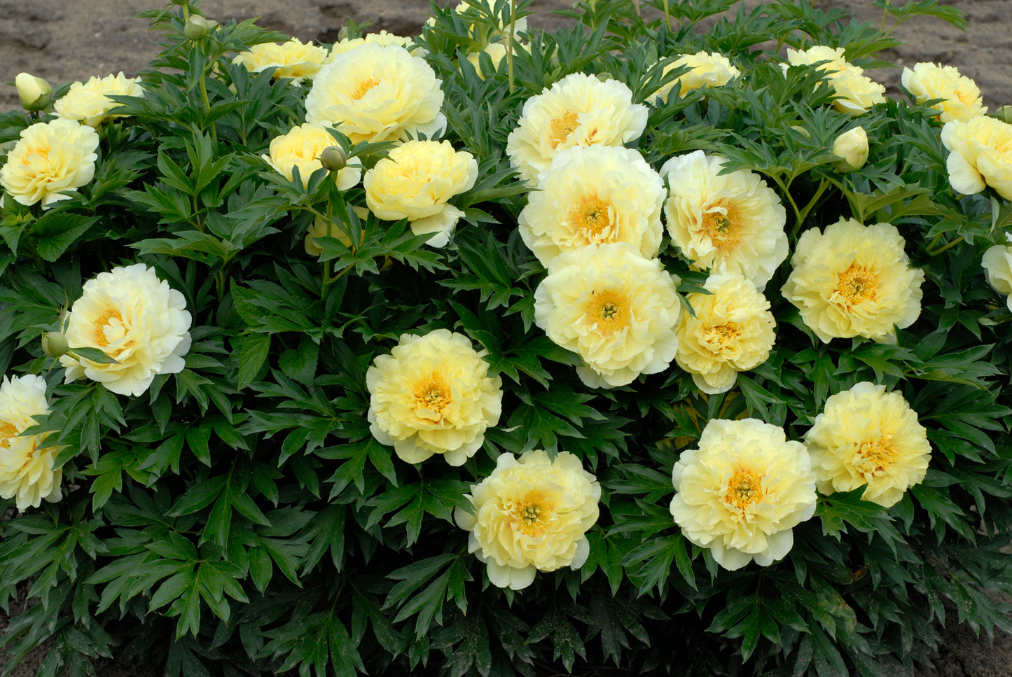 PAEONIA ITOH `BARTZELLA`