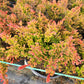 CALLUNA VULGARIS `CARNIVAL`