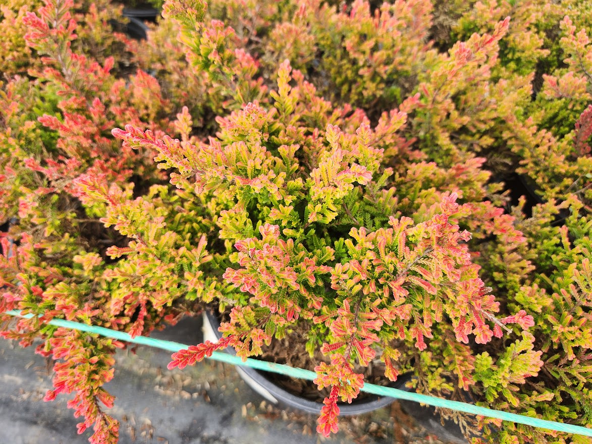 CALLUNA VULGARIS `CARNIVAL`