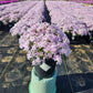 PHLOX SUBULATA `CANDY STRIPE`