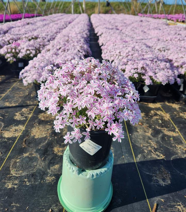 PHLOX SUBULATA `CANDY STRIPE`