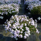 PHLOX SUBULATA `EMERALD BLUE`