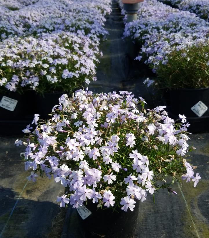 PHLOX SUBULATA `EMERALD BLUE`