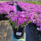 PHLOX SUBULATA `PURPLE BEAUTY`