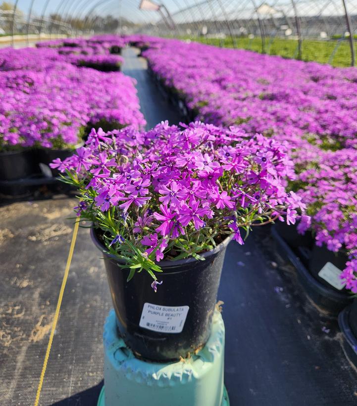 PHLOX SUBULATA `PURPLE BEAUTY`