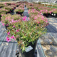 PHLOX SUBULATA `SCARLET FLAME`