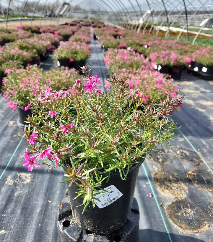 PHLOX SUBULATA `SCARLET FLAME`