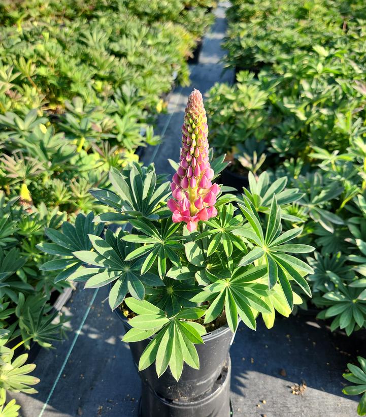 LUPINUS `GALLERY PINK`