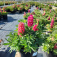 LUPINUS `GALLERY RED`