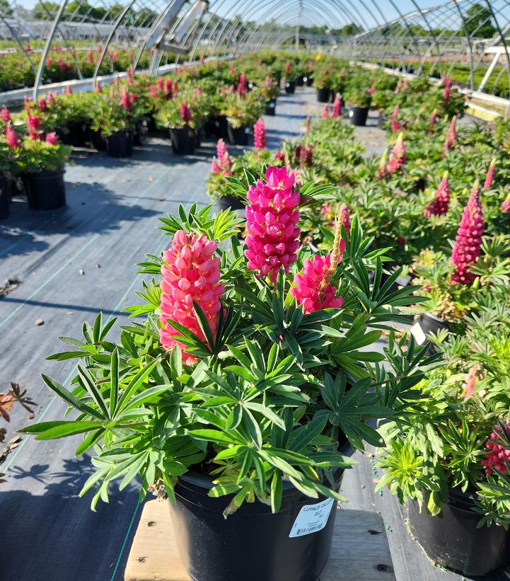 LUPINUS `GALLERY RED`