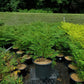 RHUS GLABRA