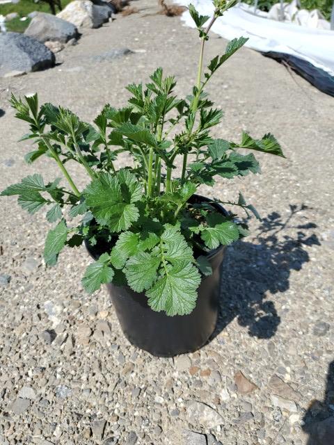 GEUM `TOTALLY TANGERINE`