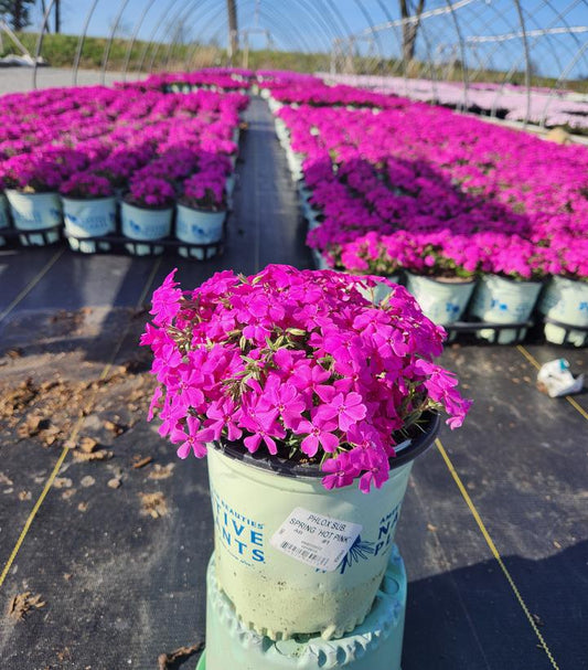 PHLOX SUB. SPRING `HOT PINK`