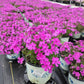 PHLOX SUB. SPRING `PURPLE`