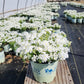 PHLOX SUB. SPRING `WHITE`