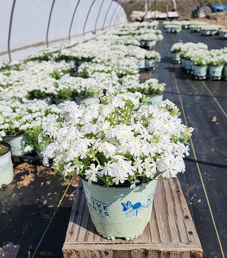 PHLOX SUB. SPRING `WHITE`