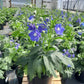 DELPHINIUM `COBALT DREAMS`