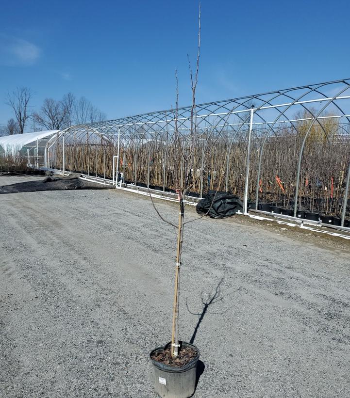 PYRUS PYRIFOLIA 'KIKUSUI'  (ASIAN PEAR)