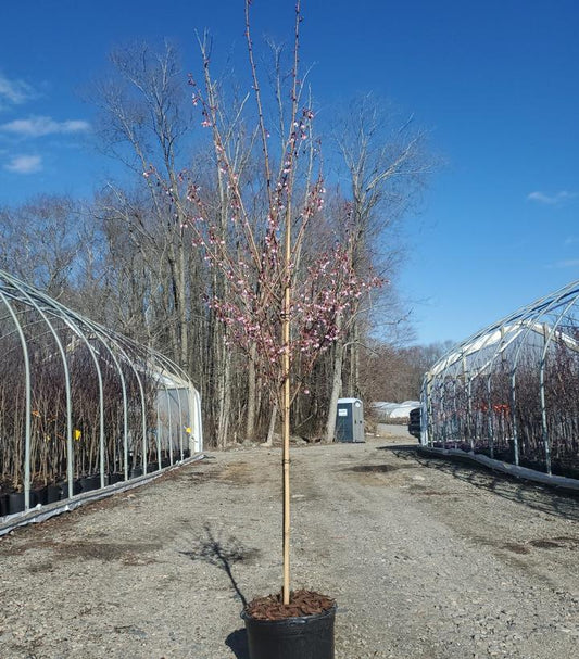 PRUNUS X YEDOENSIS `OKAME`