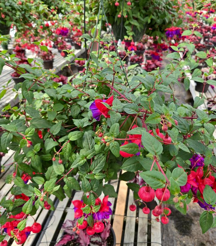 FUCHSIA  `ANGELA` - STANDARD