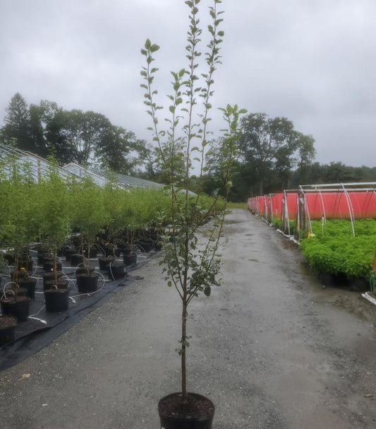 PYRUS `SUMMERCRISP` (PEAR)