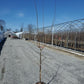 PRUNUS `BRUCE` EU PLUM