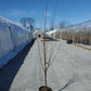 PRUNUS `BURBANK` EU PLUM