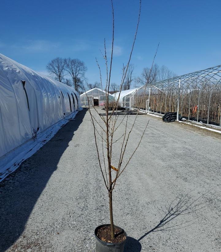 PRUNUS `BURBANK` EU PLUM