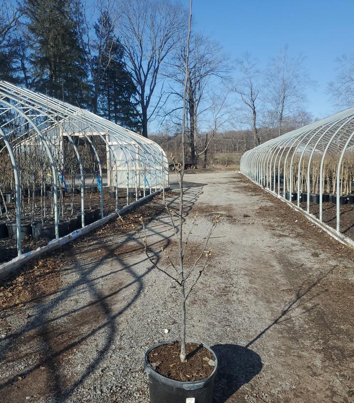 PYRUS PYRIFOLIA `SHINSEIKI` (ASIAN PEAR)