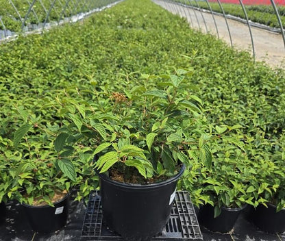 VIBURNUM P. T. `KILIMANDJARO SUNRISE`-Japanese Snowball