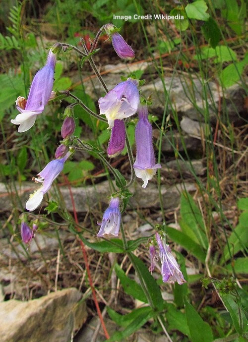 PENSTEMON HIRSUTUS