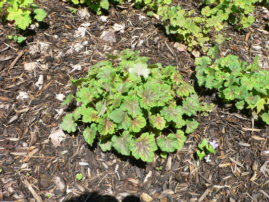 HEUCHERA AMERICANA-Coral Bells