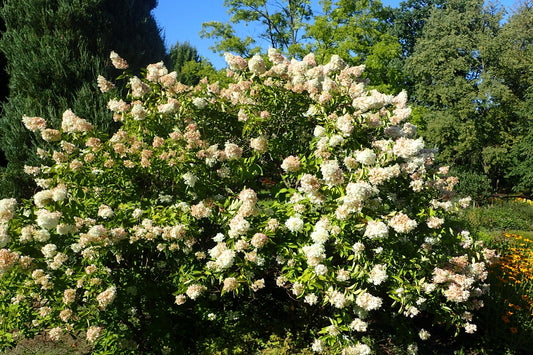HYDRANGEA. pan. Grandiflora-Panicle hydrangea